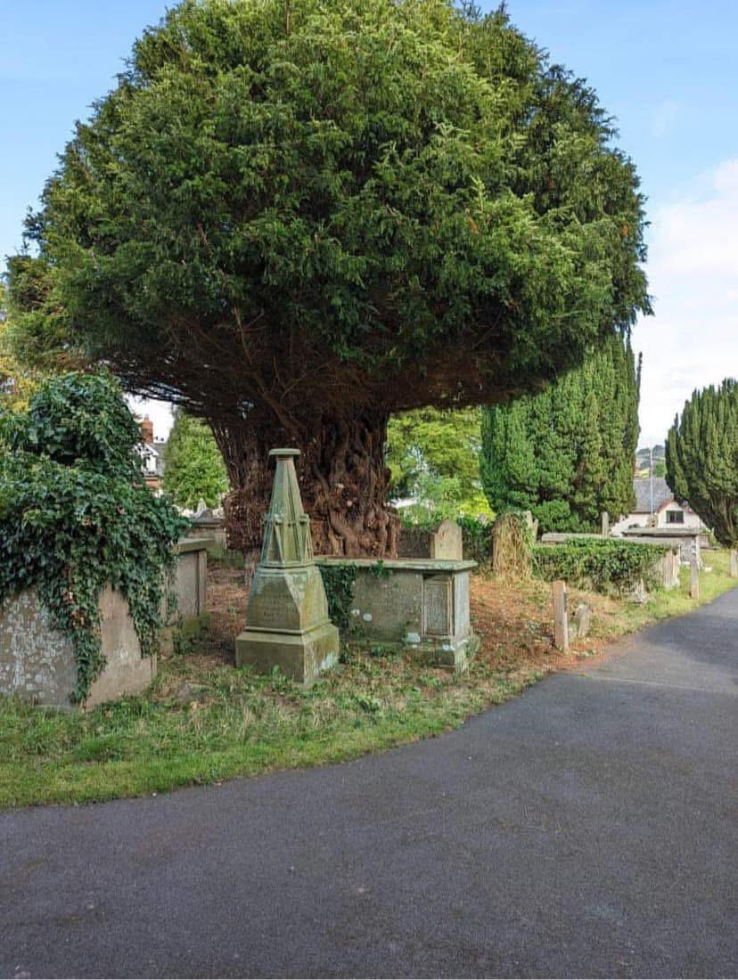 Treecare in Dumbarton