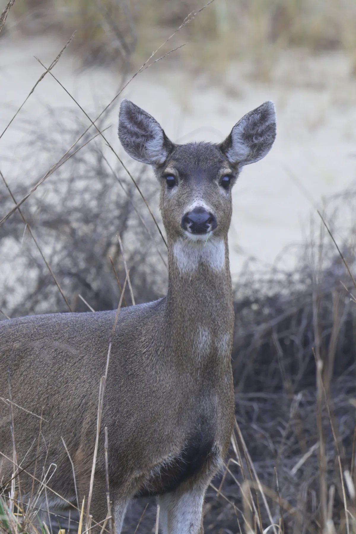 Night sky full of stars above a tent