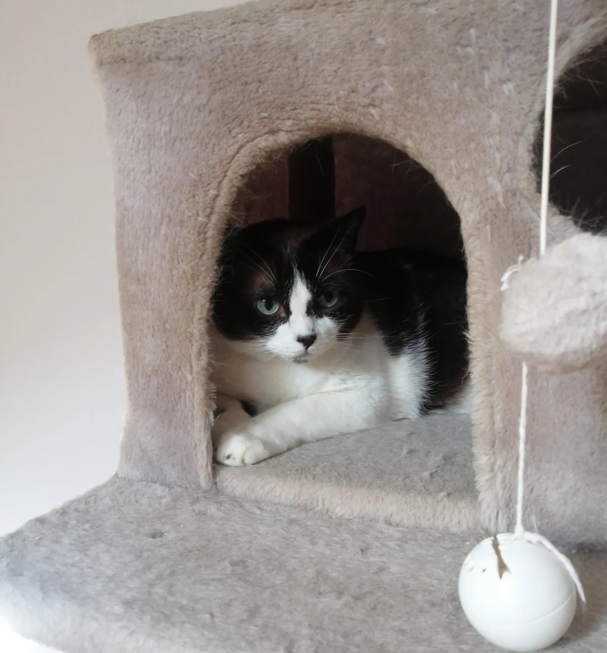 What your cat needs to be happy at home