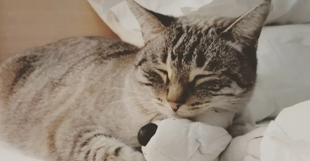 Cats and Pain: Did you know that cats master the ability to hide pain?