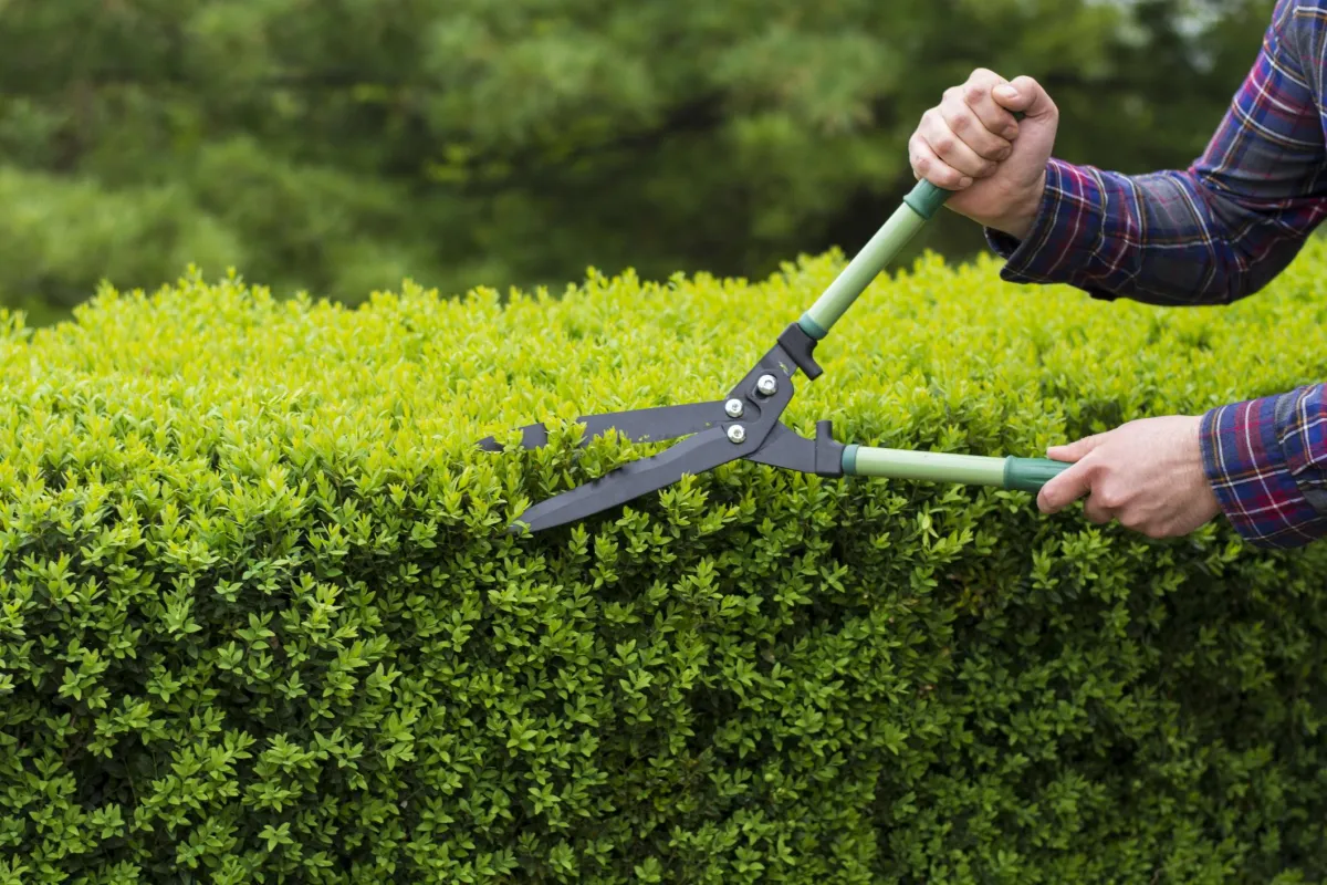 Hedge Trimming in Dallas, TX