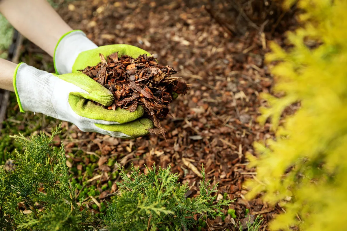 Mulching Services in Dallas, TX