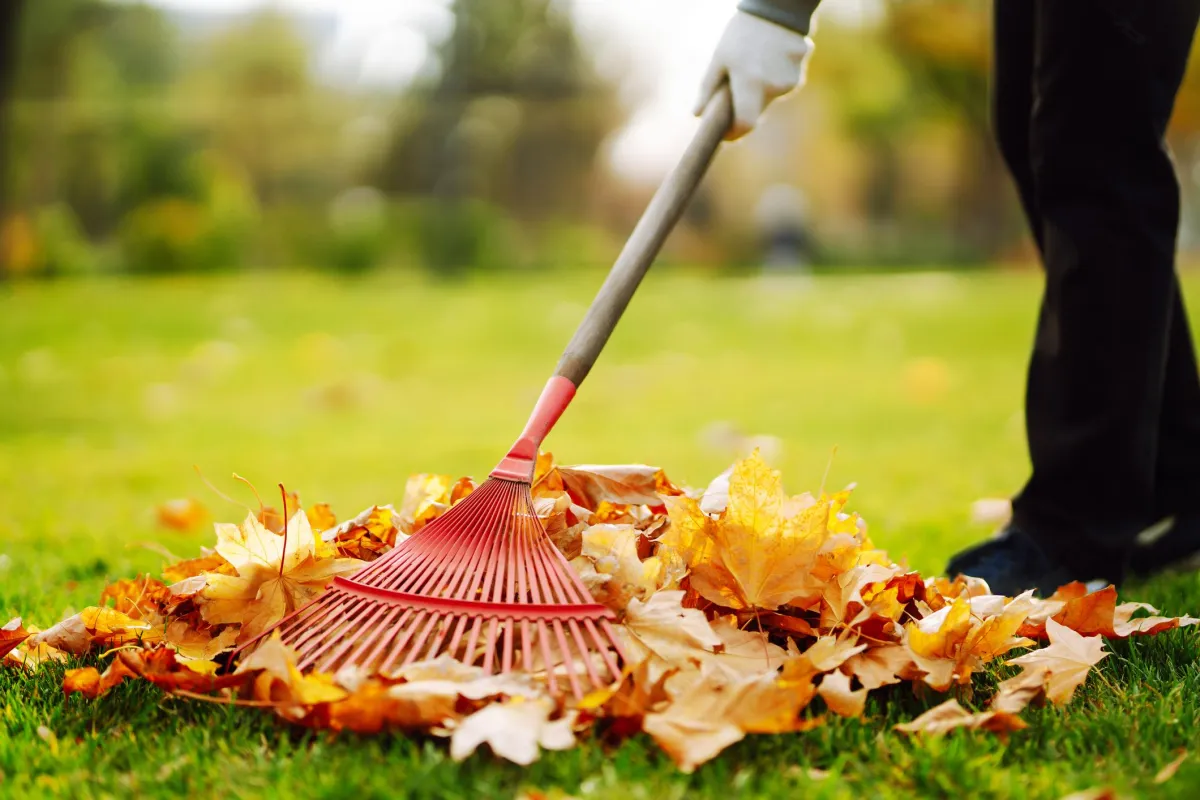 Leaf Removal and Fall Cleanup in Dallas, TX