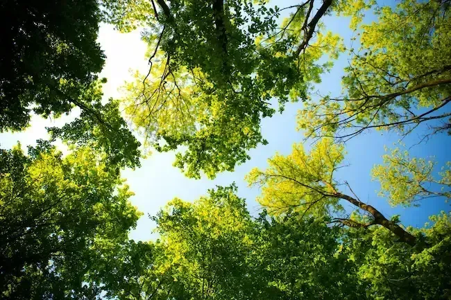 How to Identify and Address Drought Stress in Your Connecticut Lawn