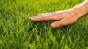 Choosing the Right Grass Seed for Your New Haven Lawn