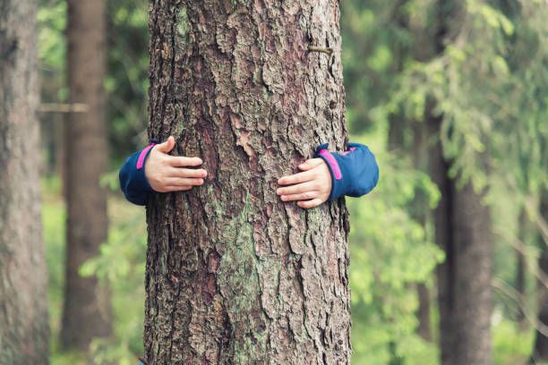 Protecting Trees During Construction