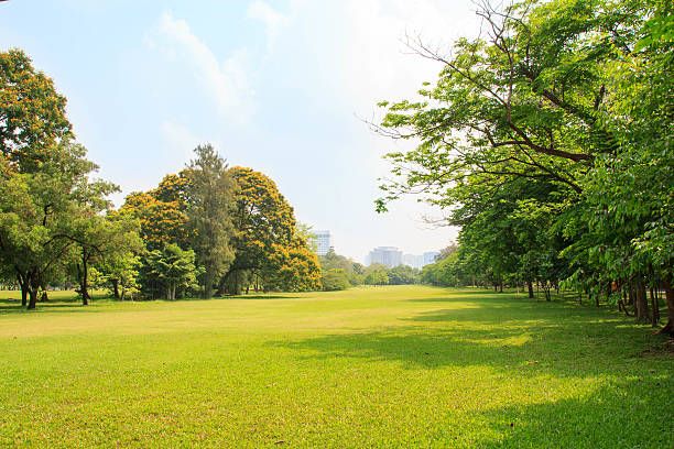 How to Create a Pollinator-Friendly Garden with Trees and Lawn