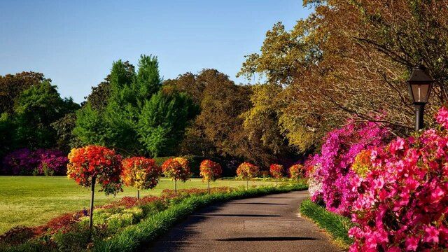 What Are the Best Plants for Shaded Areas in Our Local Climate?