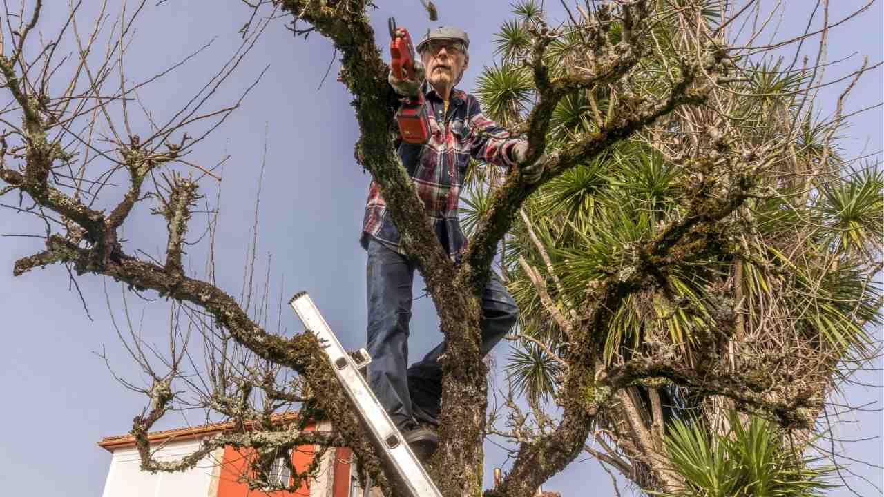 When Should You Remove a Tree Instead of Pruning It?