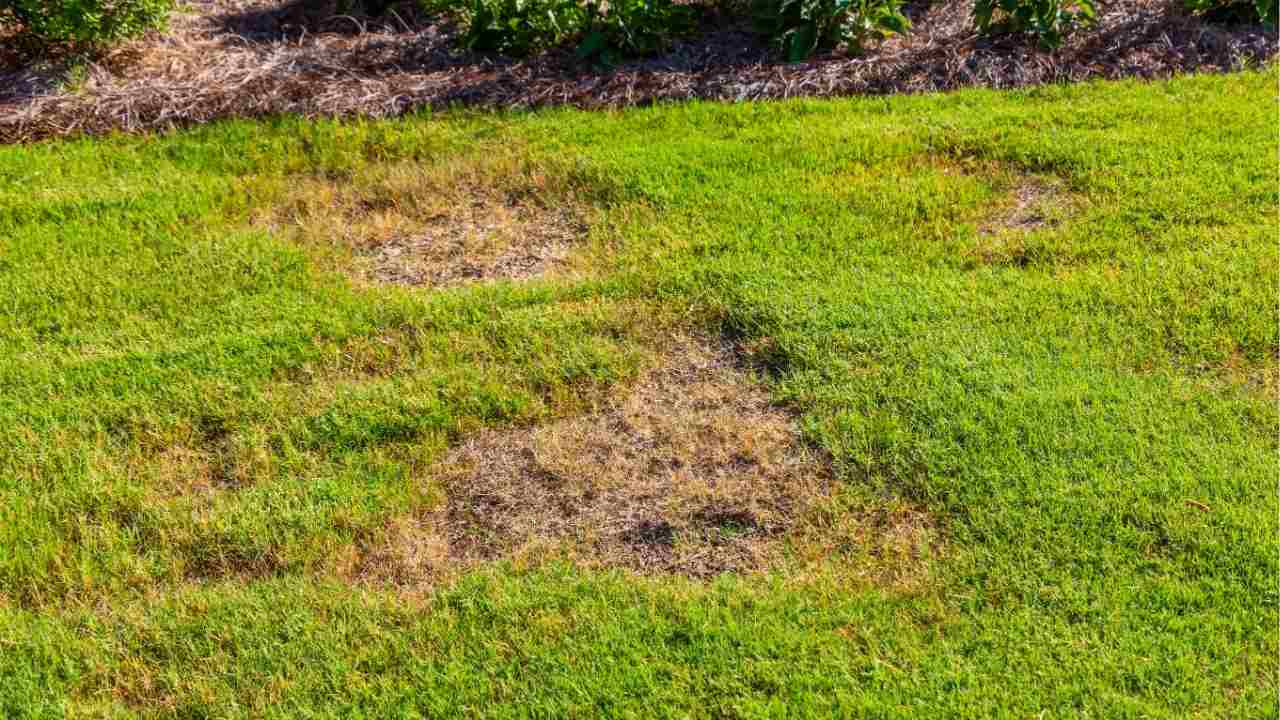 Why Your Lawn Has Bare Spots (And How to Fix Them)