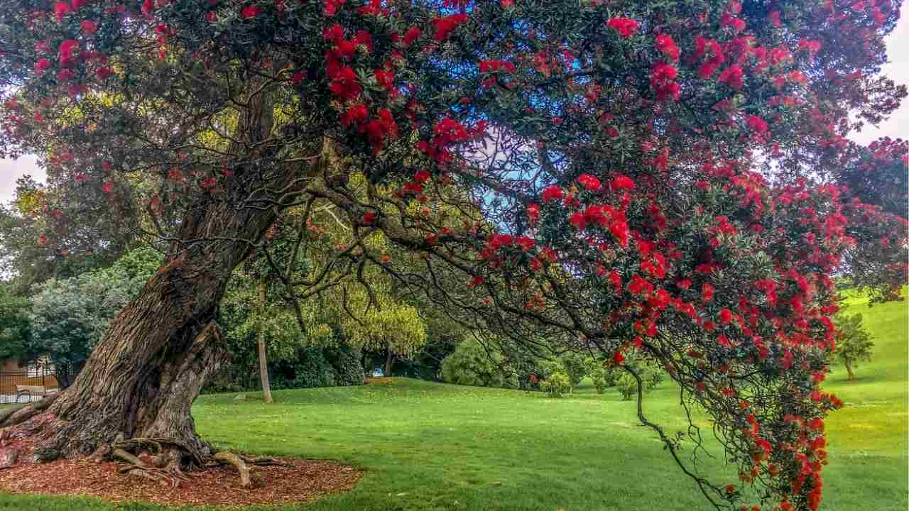 7 Warning Signs a Tree on Your Property Is Dangerous
