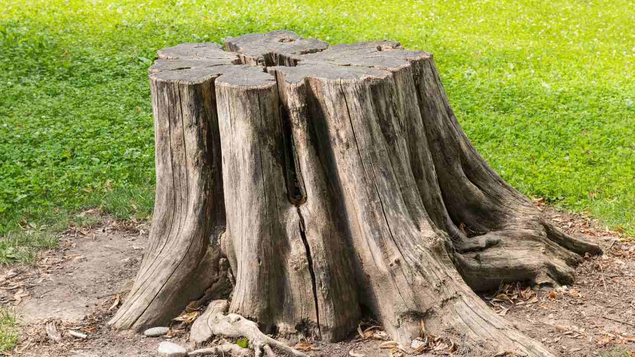 How to Break Down a Stump: A Step-by-Step Guide
