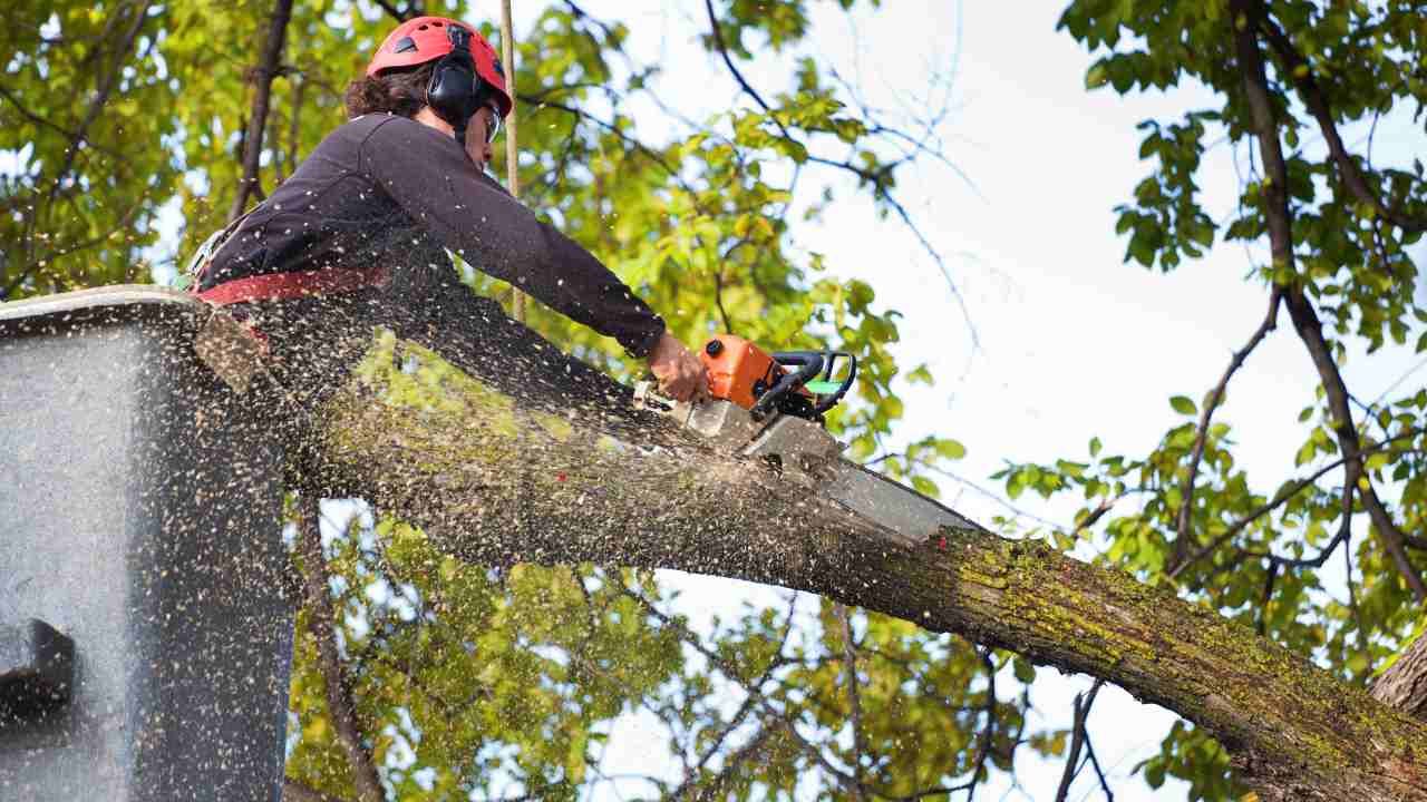 Tree Removal vs. Tree Trimming: Which Service Does Your Yard Need?