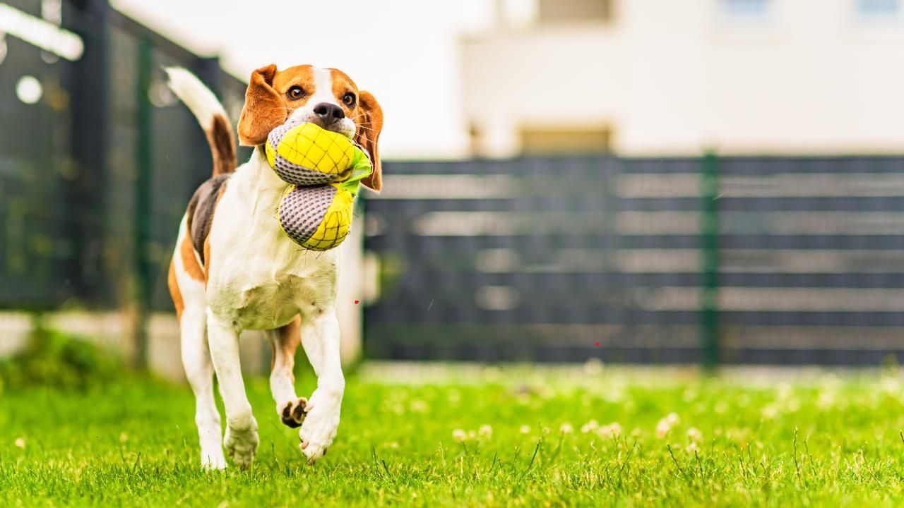 Pet-Friendly Landscaping: Creating a Safe Haven for Your Furry Friends