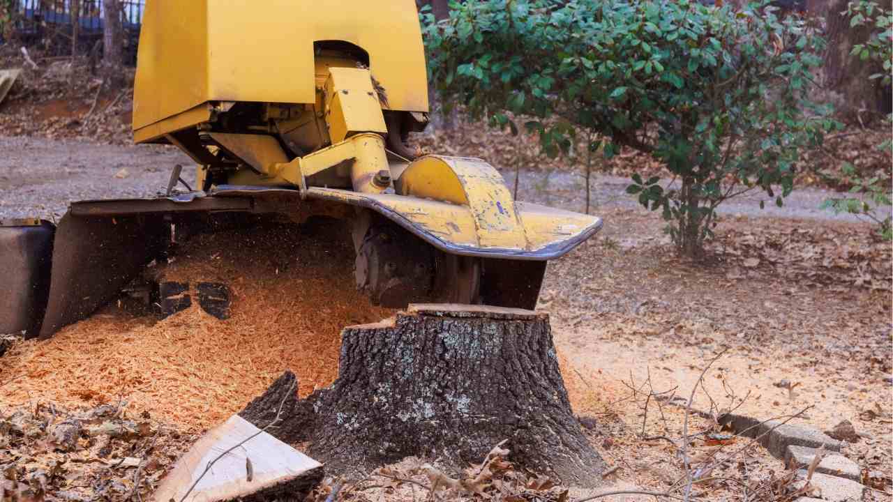 Is It Really Necessary to Remove a Tree Stump?