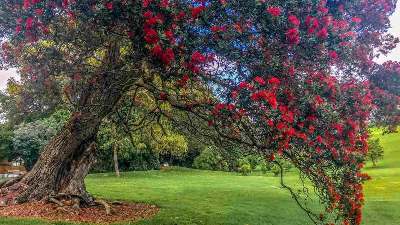 Top Signs It's Time to Remove a Tree from Your Property