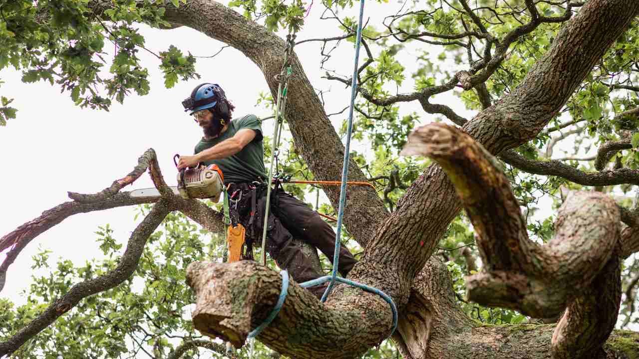 DIY tree removal dangers