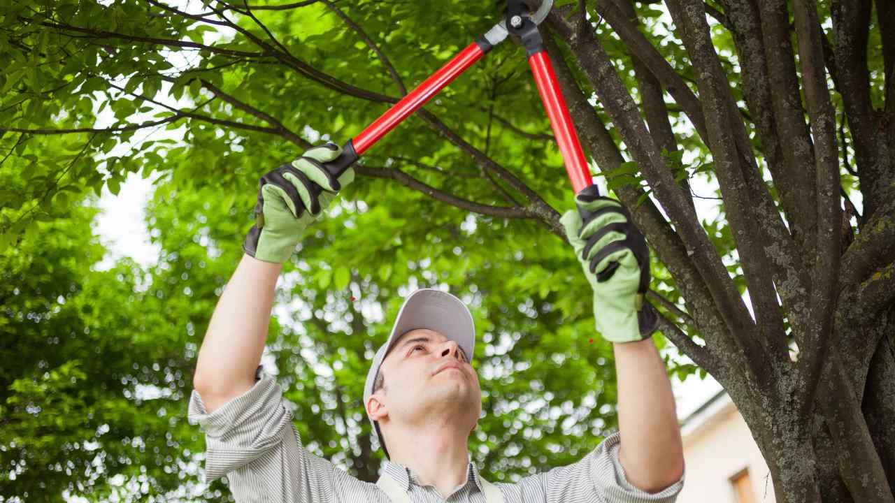 Tree Care Myths Debunked: What’s Really Best for Your Trees?
