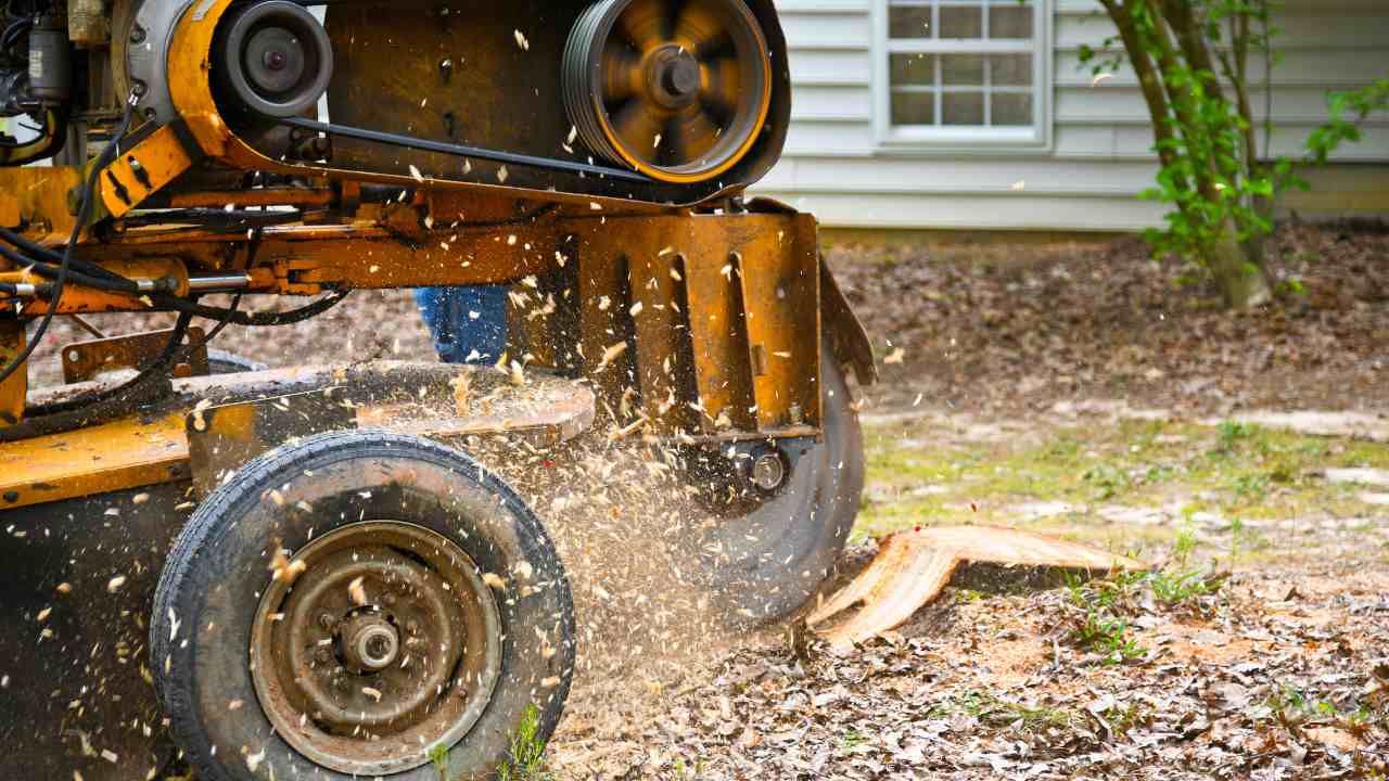 Can Stump Grinding Really Benefit the New Haven Environment?