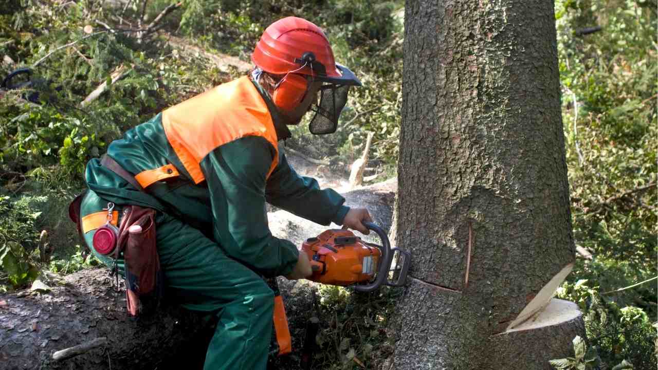 How Much Does Tree Removal Cost in Connecticut?