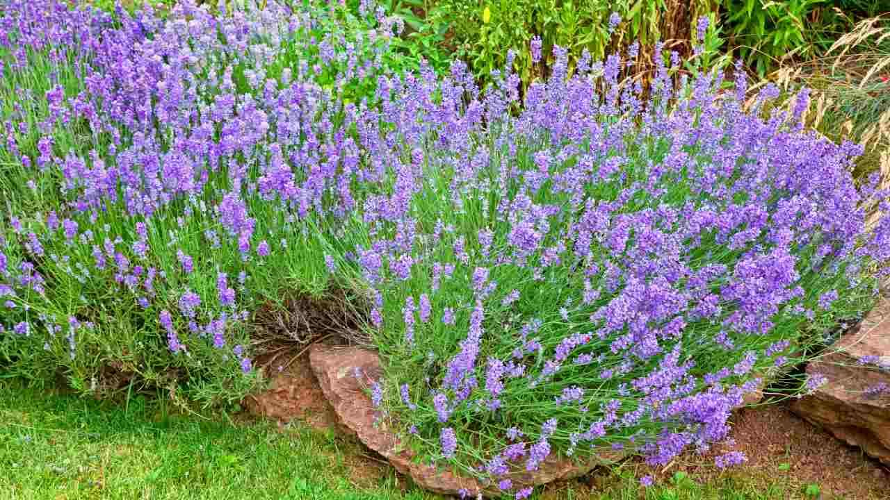 The Best Plants for a Drought-Resistant Landscape in Connecticut