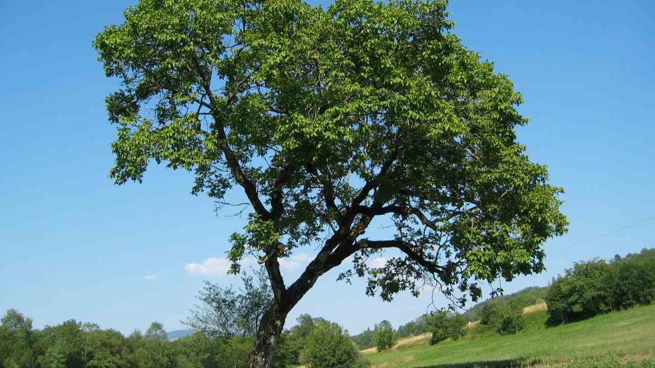 Why That Leaning Tree Could Be a Safety Hazard