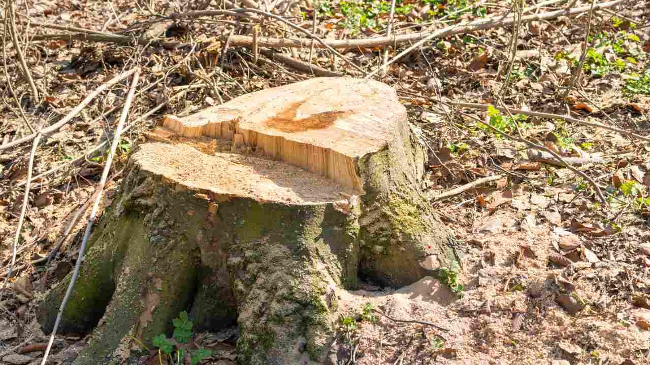 New Haven Asks: What Happens to Tree Roots After Removal?