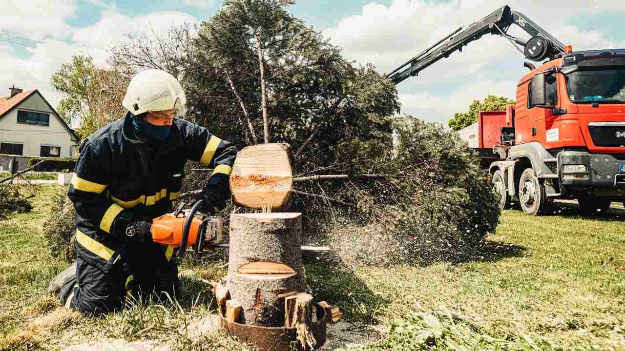 How to Protect Your Landscape While Removing Problematic Trees