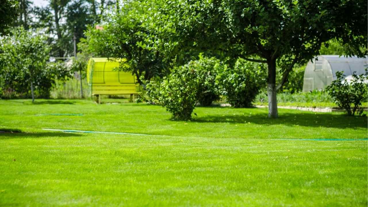 Tree Fertilization: When, Why, and How to Do It Right