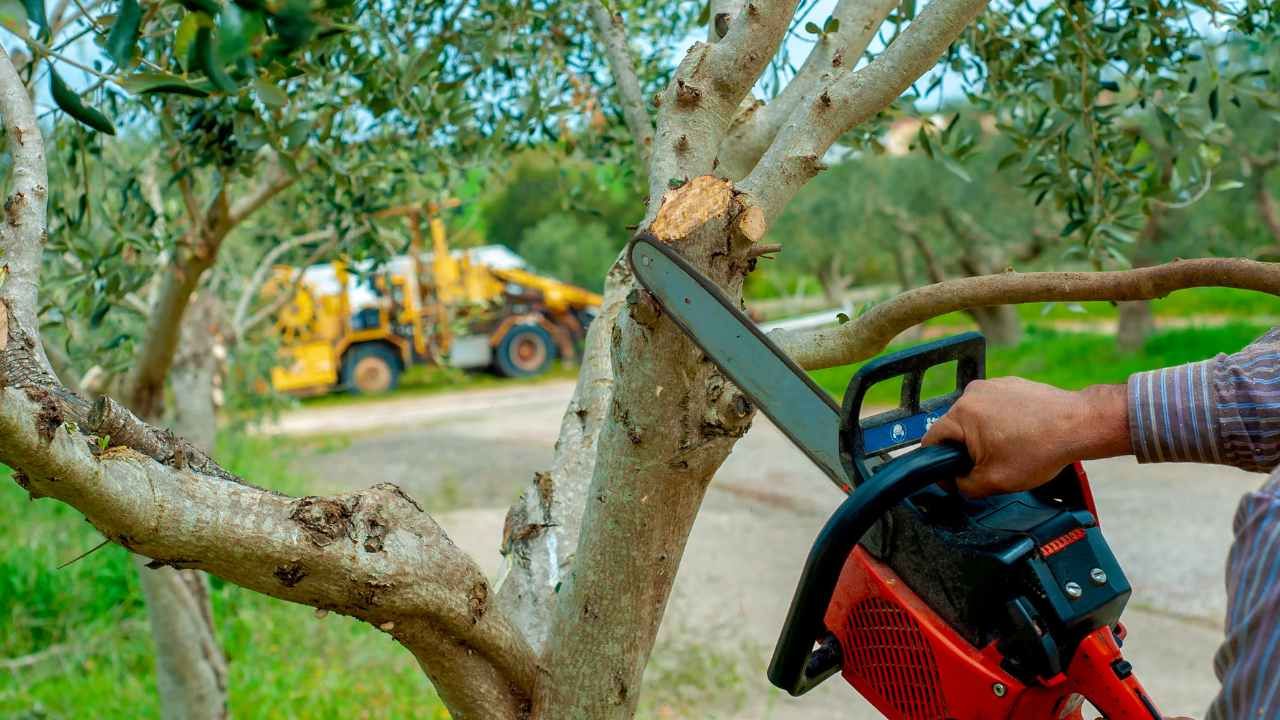 tree services checklist