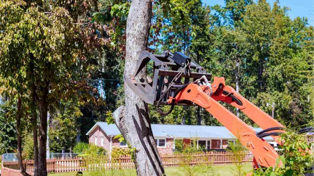 Protect Your Landscape During Tree Removal