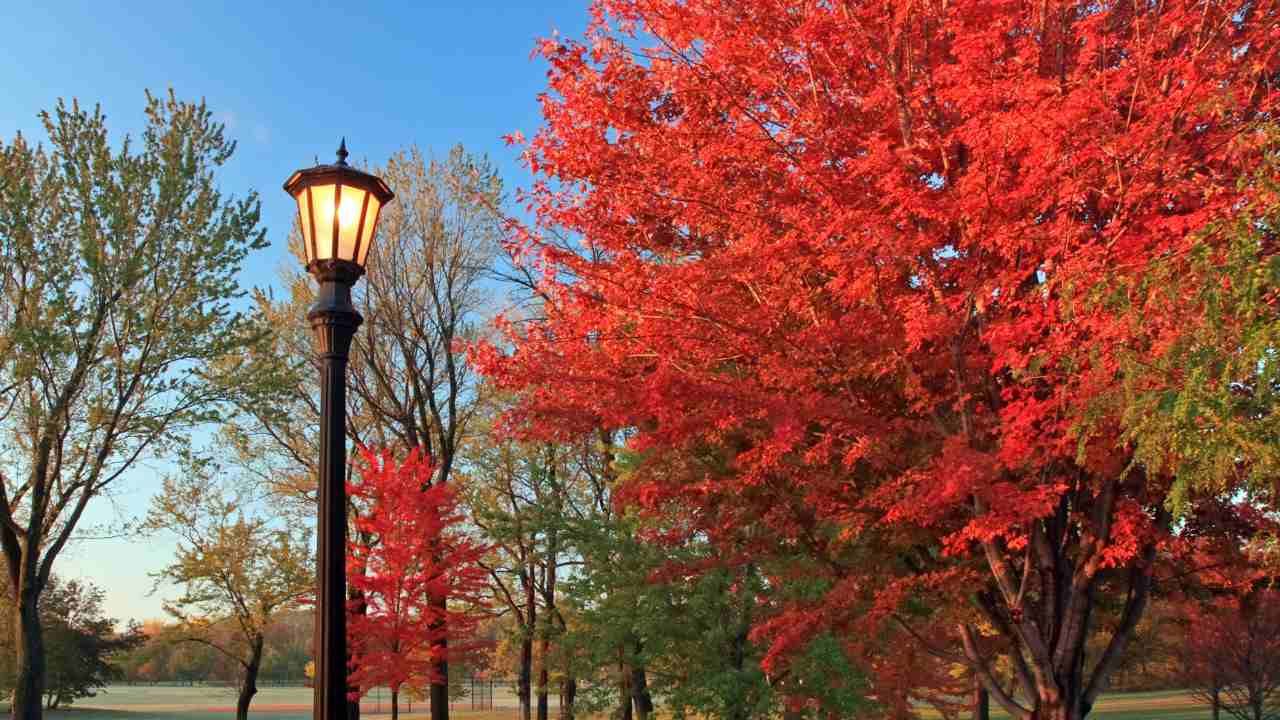 red maple tree