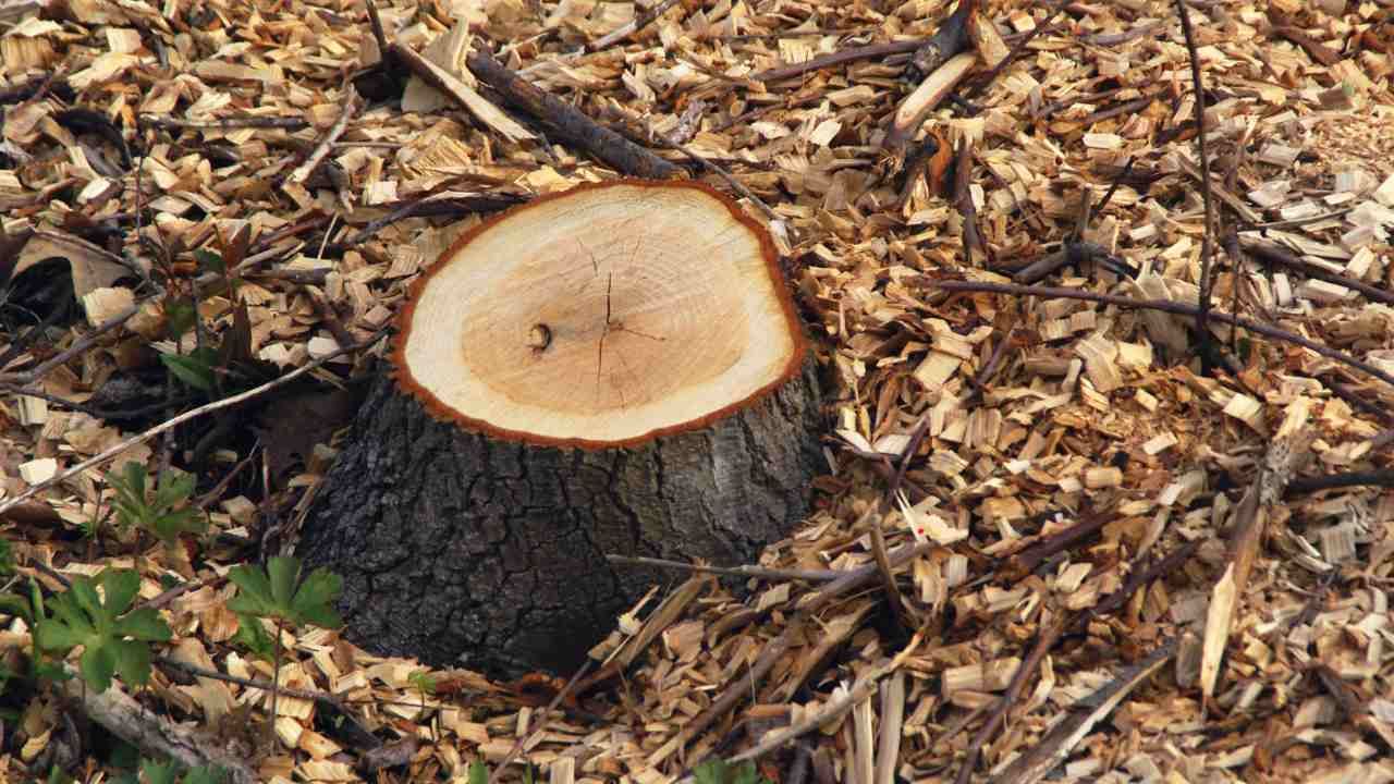 What to Do With Wood Chips After Stump Grinding