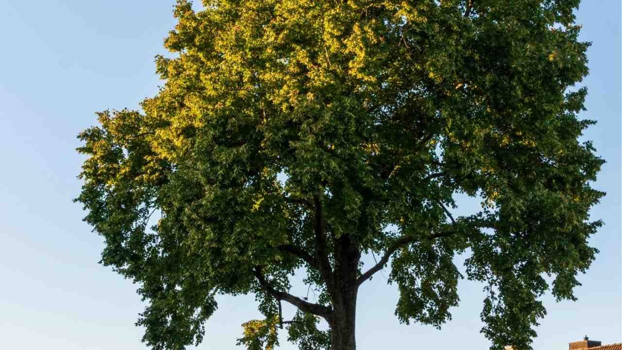 Why Mature Trees Need More Than Just Water to Thrive