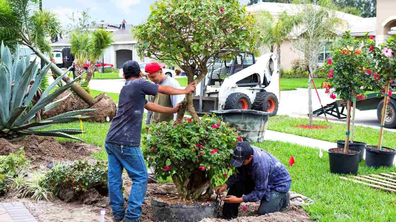 how to plant a tree