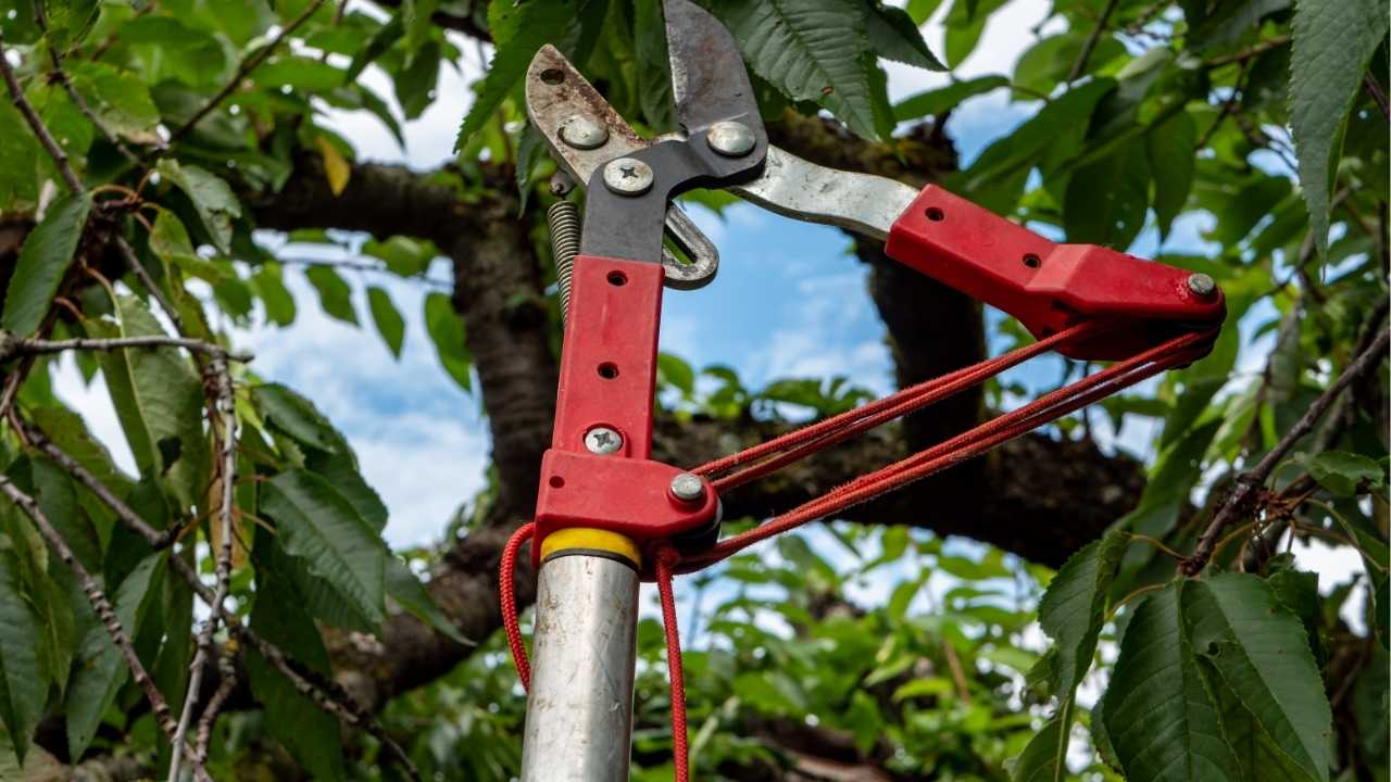 Tree Pruning vs. Trimming: What Homeowners Get Wrong