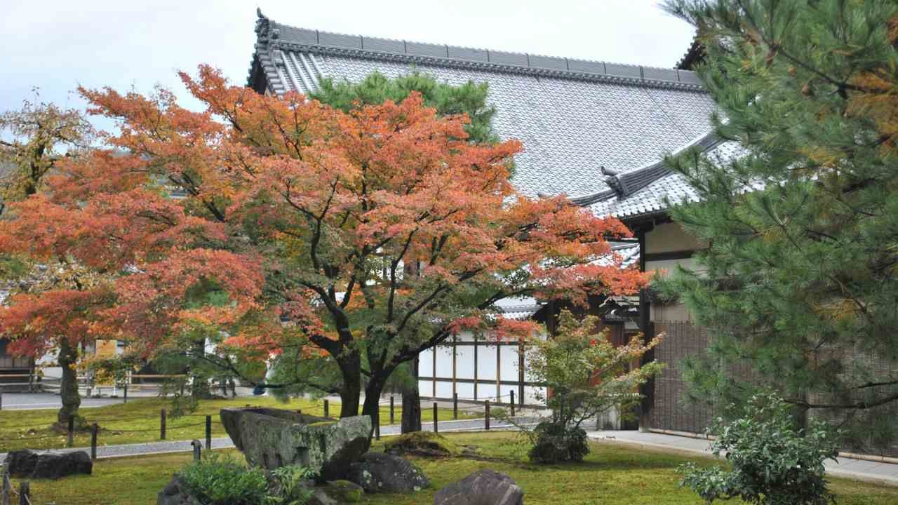 The Best Ornamental Trees for Front Yards