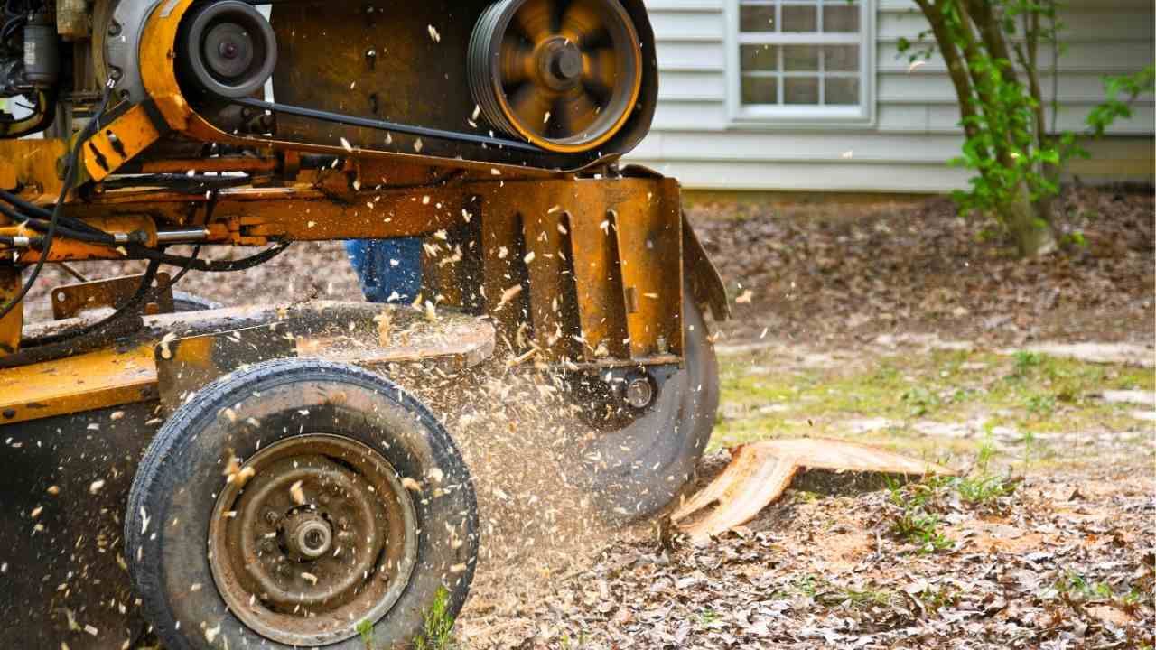 How Stump Grinding Works: A Step-by-Step Breakdown