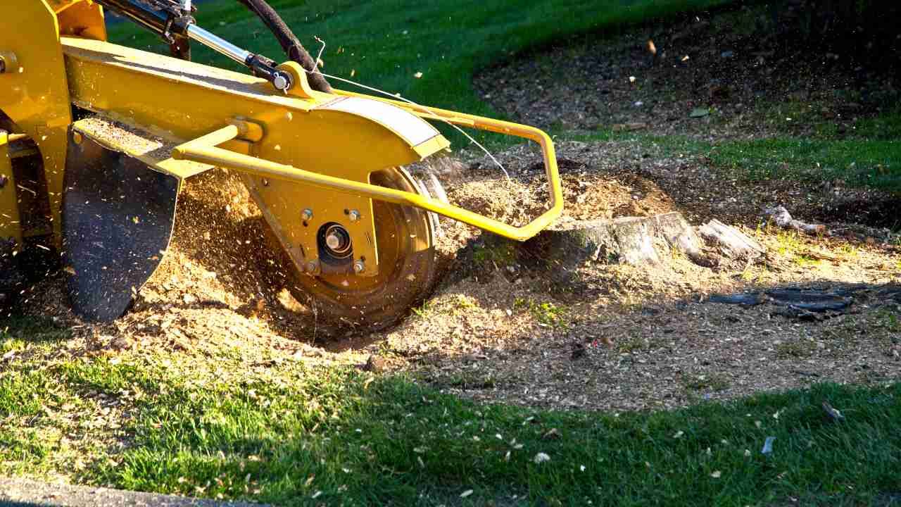 stump grinding timeline
