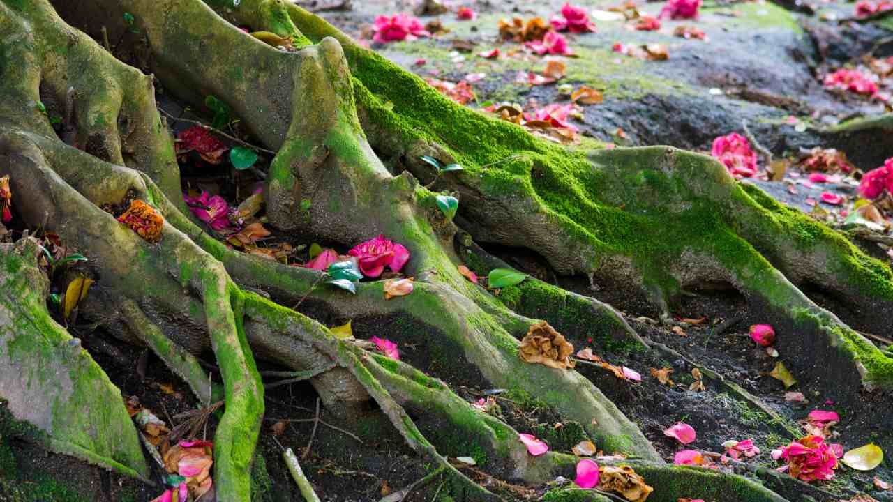 invasive tree roots