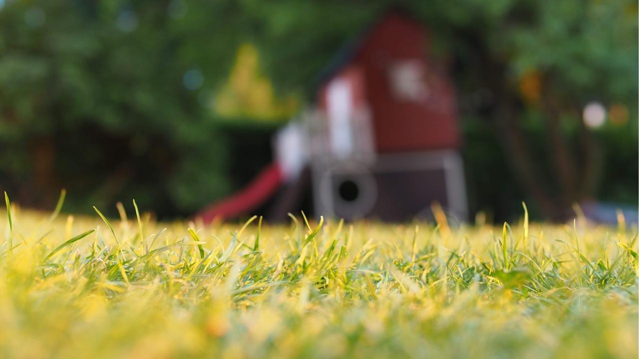 yellow grass