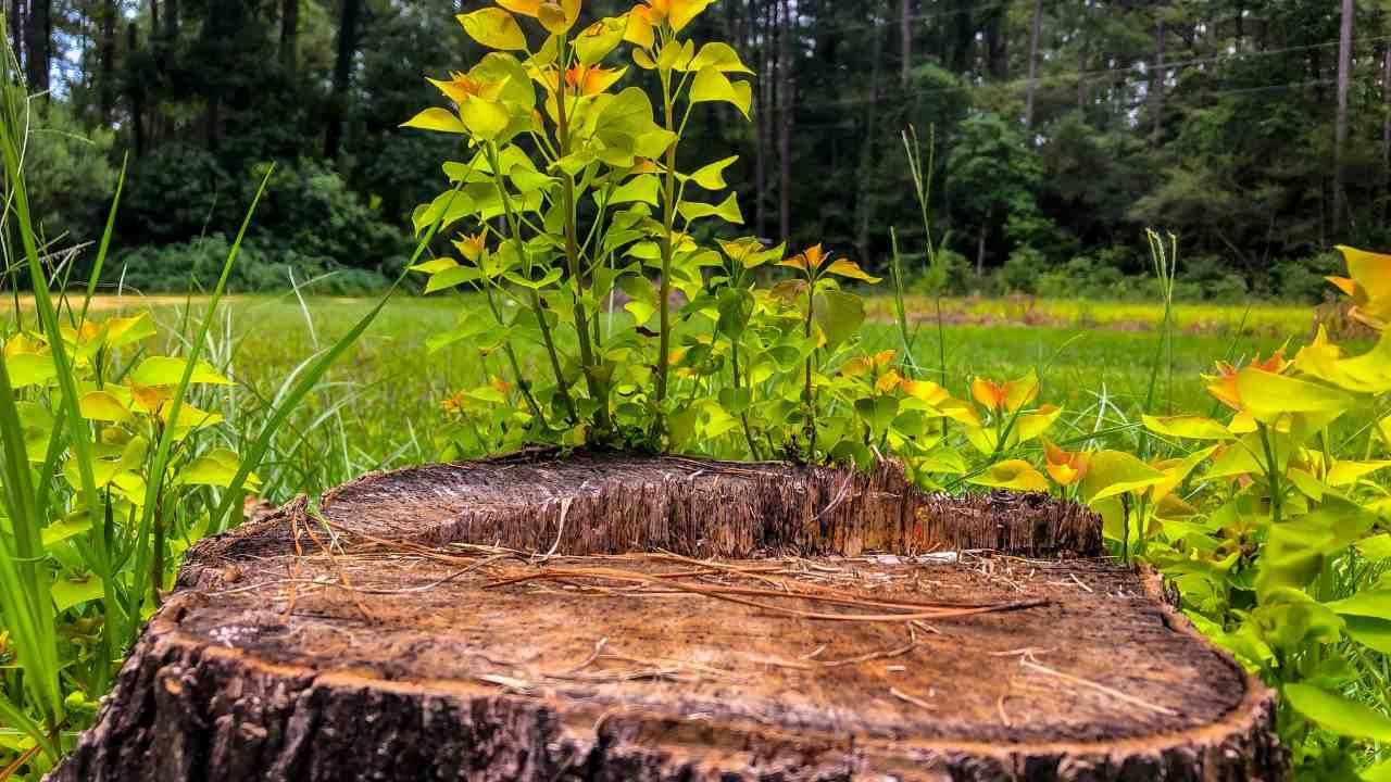 Can a Tree Grow Back After Stump Grinding?