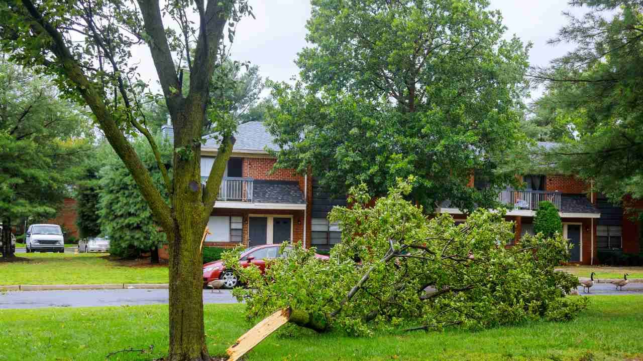 protect trees during storm season