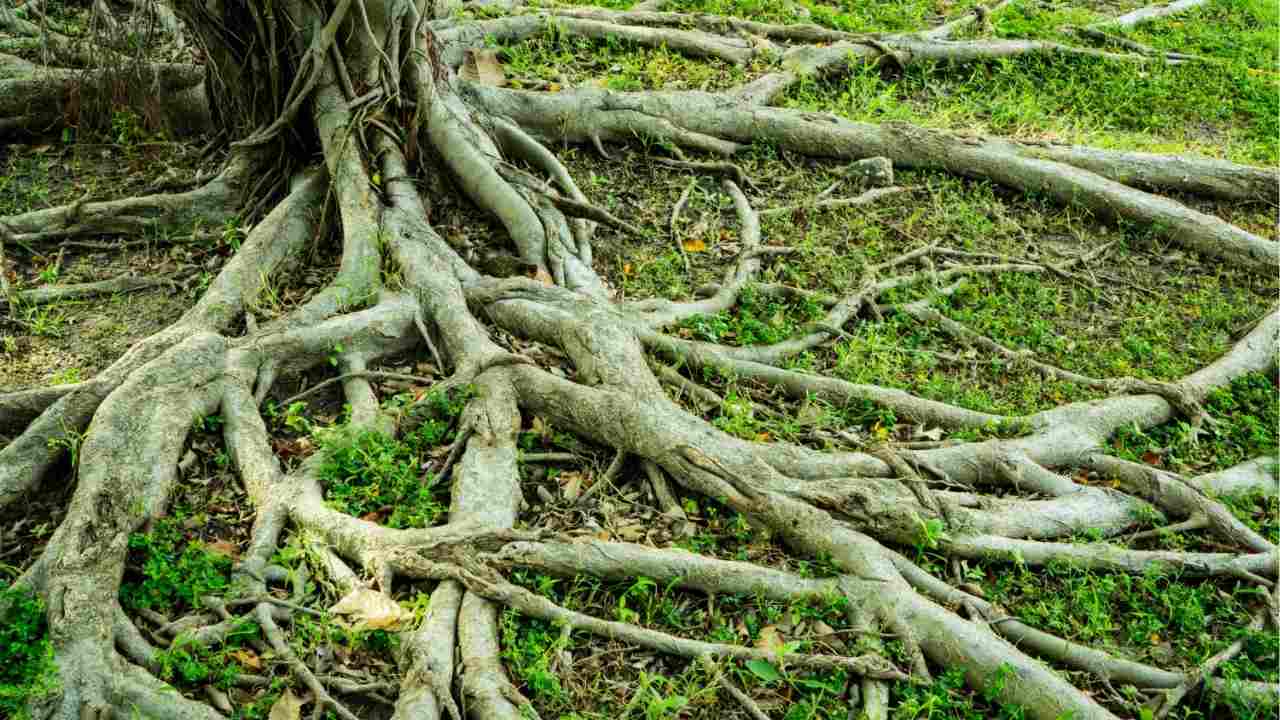 tree root damage