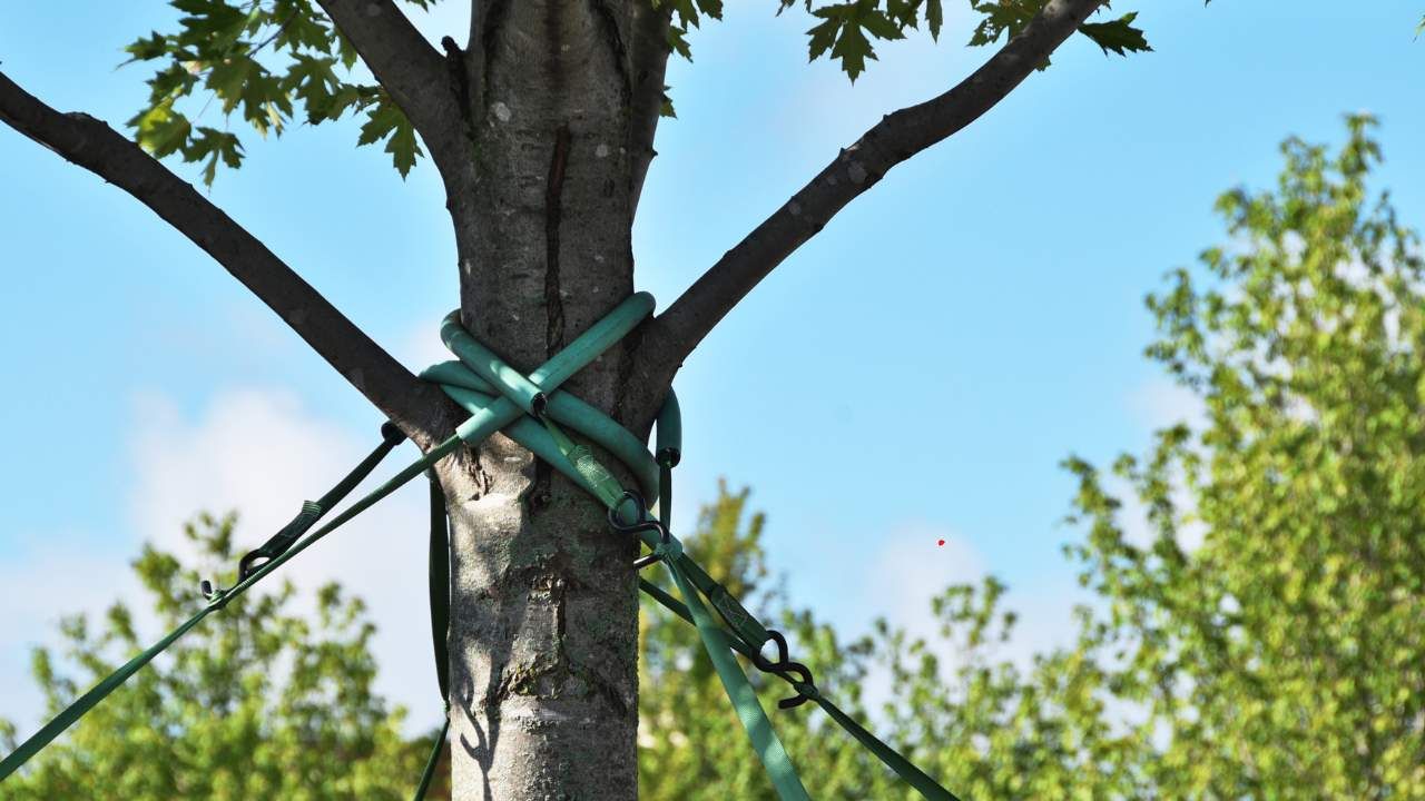 tree structural support