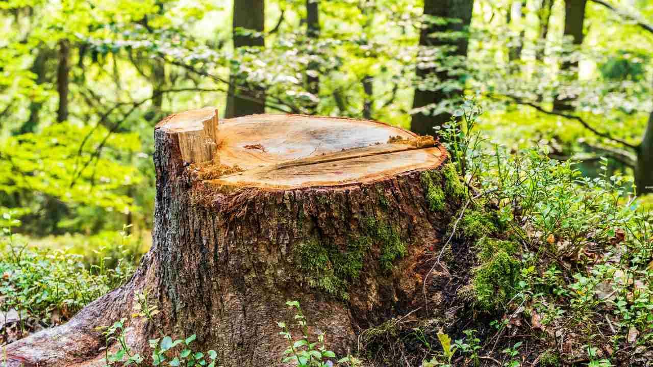 stump removal