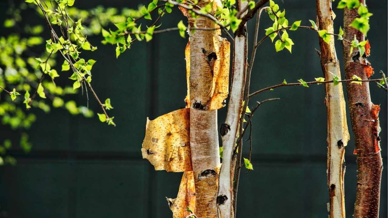 peeling tree bark