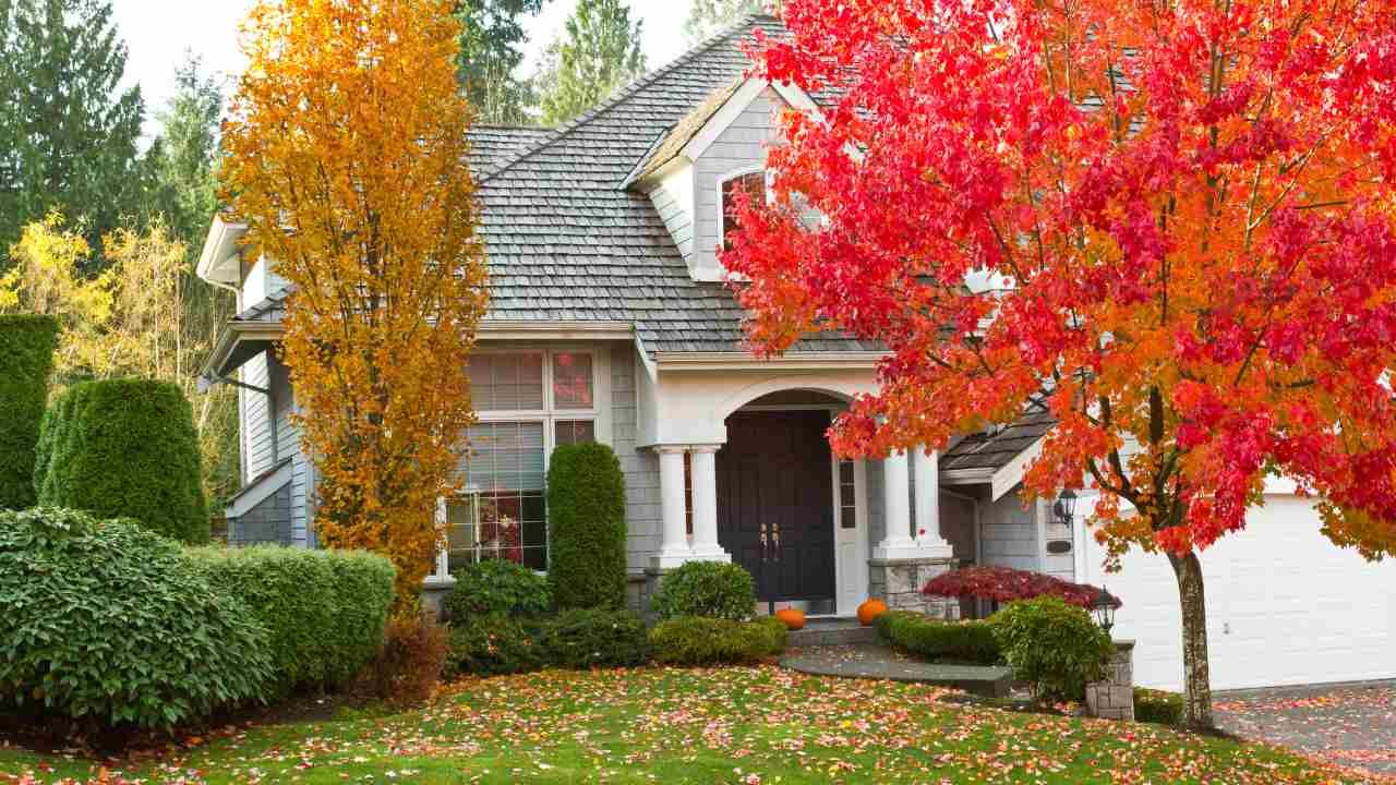 Fall Tree Care: Preparing Your Trees for the Cold Months Ahead
