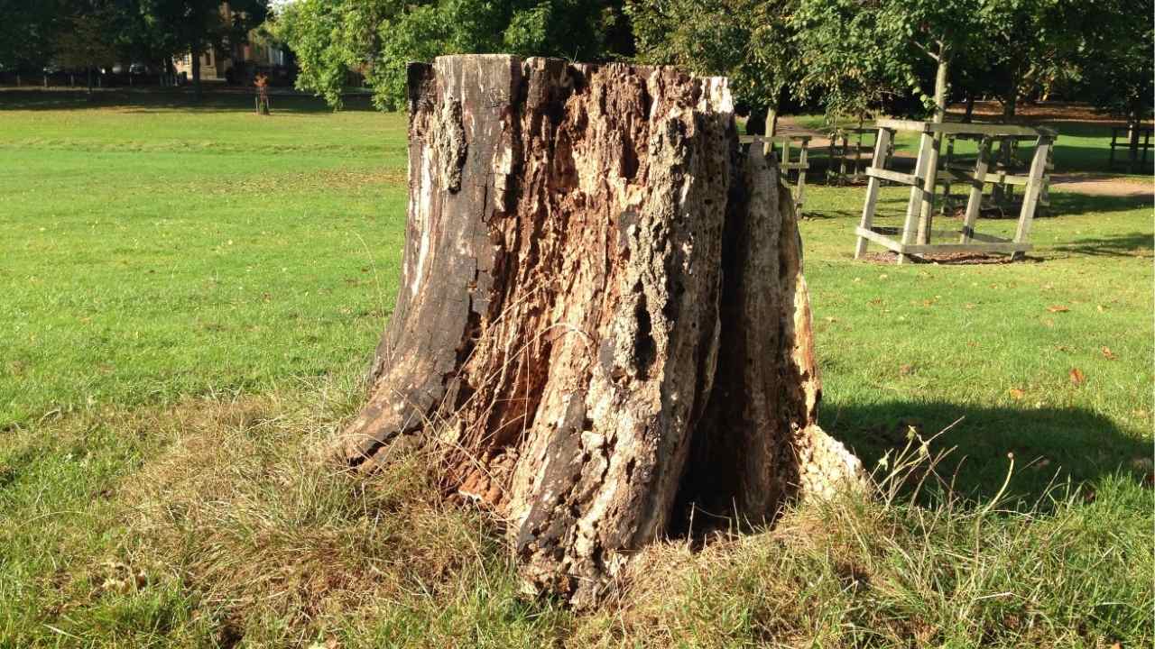 when to remove a tree stump