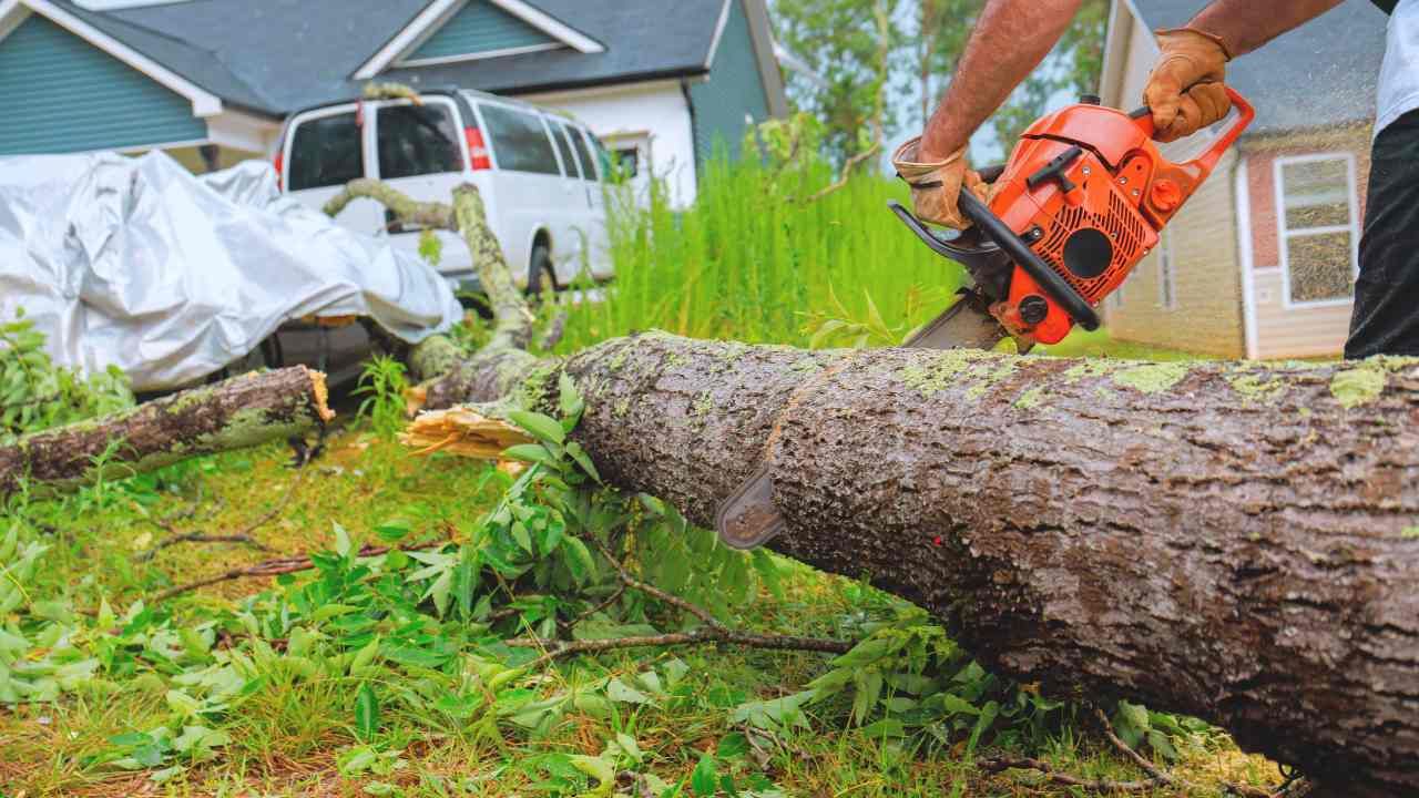 remove tree without damaging yard